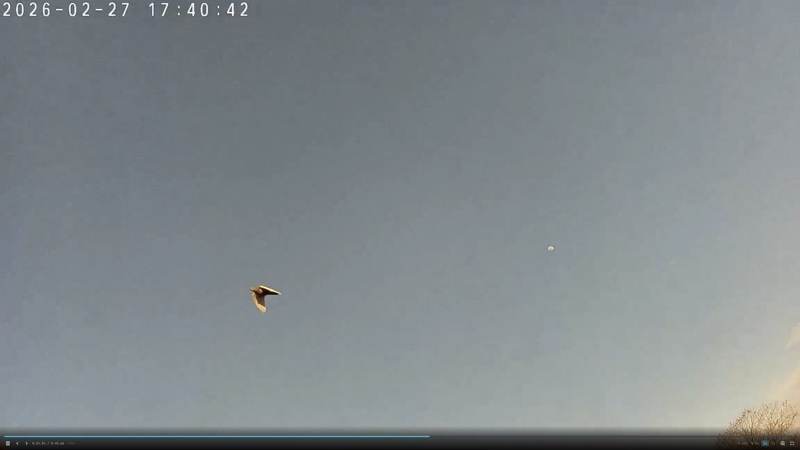 Évènement #921 — rapace isolé, lune et avion commercial en fond